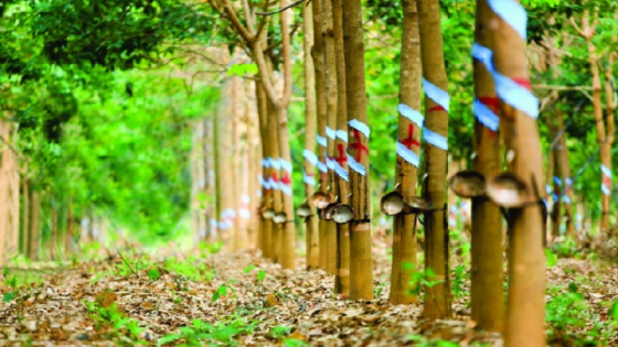 Giá cao su hôm nay 10/6/2025: Trong nước giảm nhẹ