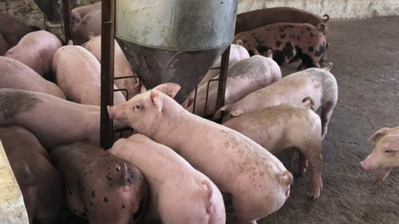 Giá heo hơi hôm nay 19/4/2025: Biến động nhẹ vài nơi