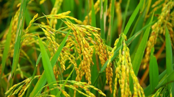 Giá lúa gạo hôm nay 14/6/2025: Trong nước bình ổn
