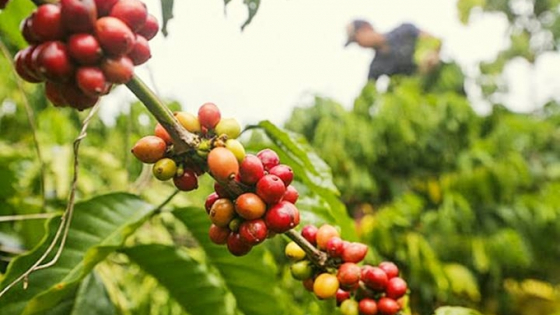 Giá cà phê hôm nay 24/4/2025: Tăng mạnh trở lại