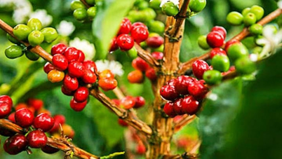 Giá cà phê hôm nay 18/6/2025: Arabica giảm sâu