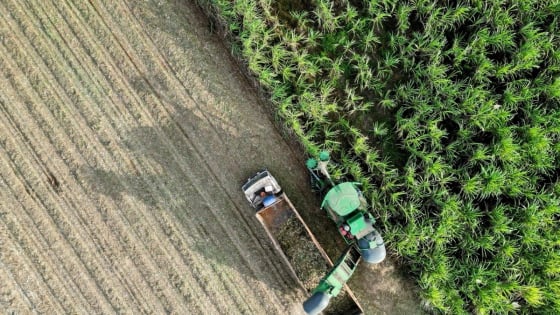 TTC AgriS giữ vững phát triển vùng nguyên liệu mía