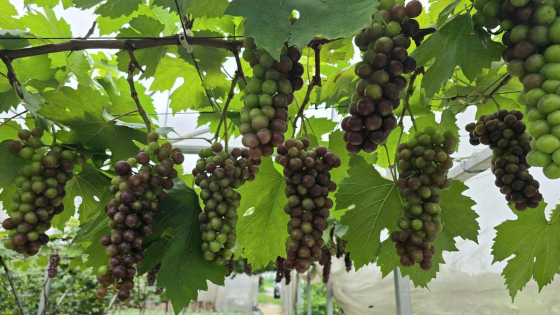 Nhiều loại cây trồng 'hái ra tiền' ở Tân Yên