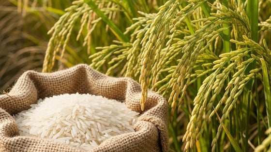 Giá lúa gạo hôm nay 3/7/2025: Lúa tăng từ 200-300 đồng