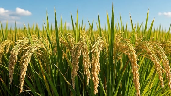 Giá lúa gạo hôm nay 5/7/2025: Thị trường lặng sóng