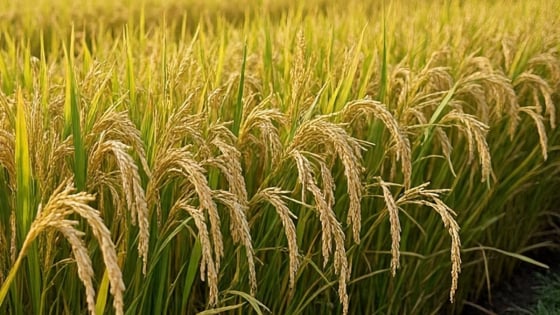 Giá lúa gạo hôm nay 6/7/2025: Biến động nhẹ