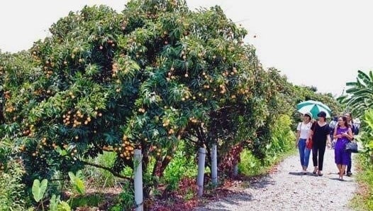 Thanh Hà sẽ tổ chức chuỗi sự kiện mùa vải thiều