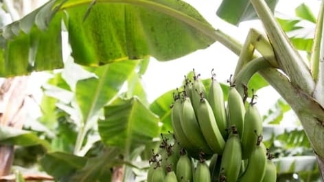 Climate crisis threatens banana, world’s most popular fruit, research shows