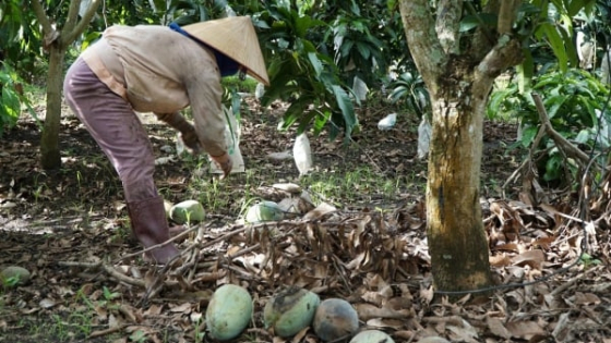 Giá xoài giảm mạnh, người dân thua lỗ nặng