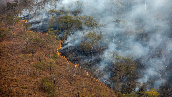 FAO welcomes Canada’s pledge of nearly $10 million to Global Fire Management Hub