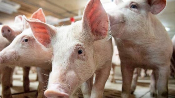 Giá heo hơi hôm nay 30/4/2025: Ba miền đi ngang