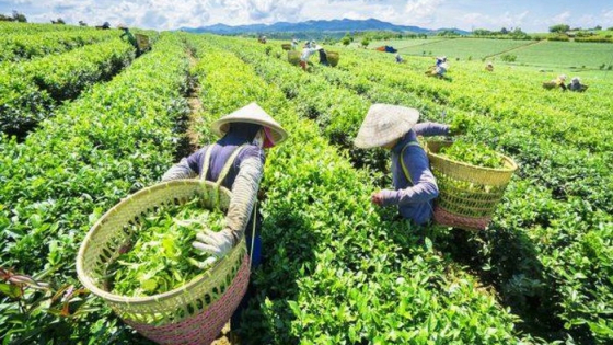 Ngành chè Việt Nam thoát bẫy giá rẻ bằng con đường nông nghiệp hữu cơ