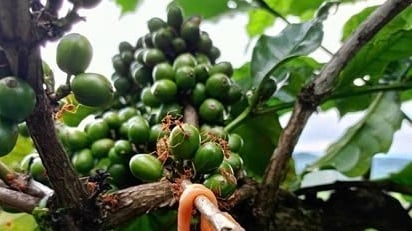 Hiệu quả từ việc nuôi kiến vàng trên cây công nghiệp
