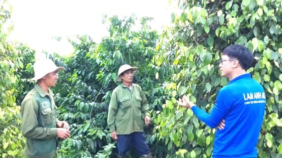 Đại gia đình đồng lòng canh tác vườn cây theo hướng hữu cơ