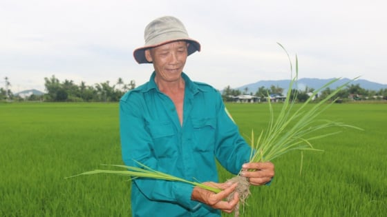 Nguồn nước về đều, lúa hè thu xanh tốt