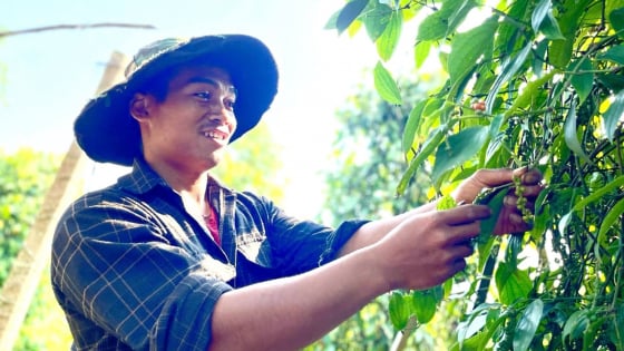 Thành quả OCOP 5 sao từ nền nông nghiệp hữu cơ