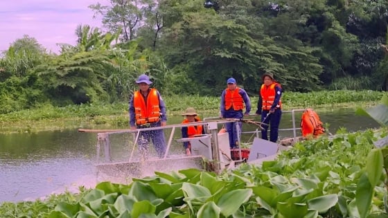 Trục vớt lục bình - bài toán vẫn chưa có lời giải dứt điểm