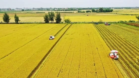 Cần Thơ chuyển mình sau sáp nhập, điểm đến mới cho nhà đầu tư nông nghiệp