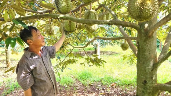 Ứng dụng IPHM, ‘chiến thuật’ mới của nhà nông Gia Lai