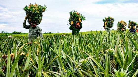 Nâng tầm giá trị ‘nhóm cây lợi thế’ tại Thanh Hóa