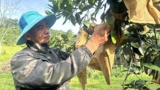 Sức sống mới trên đồi Khe Thờ