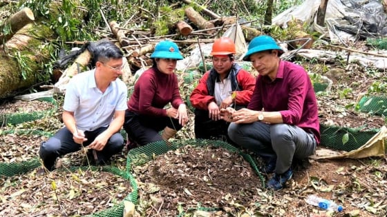 Bão Wipha đã tàn phá nhiều diện tích sâm Ngọc Linh