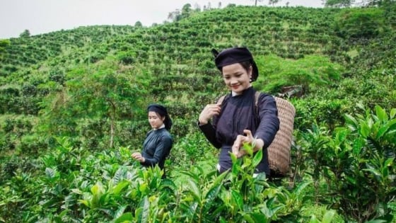 Giữ hồn quê từ cây đặc sản bản địa