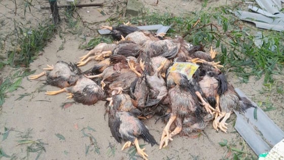 Bão số 5 quét qua, người nuôi gà 'tay trắng'