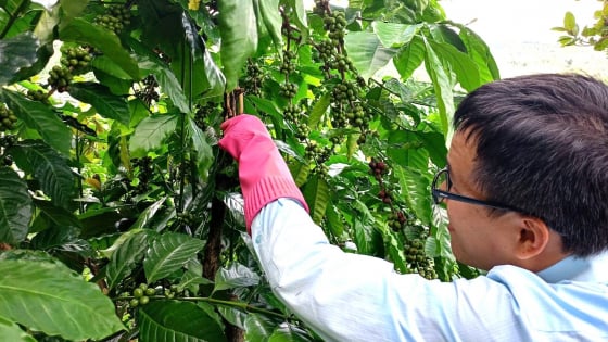 IPHM giúp nông dân thay đổi cách chăm sóc cà phê