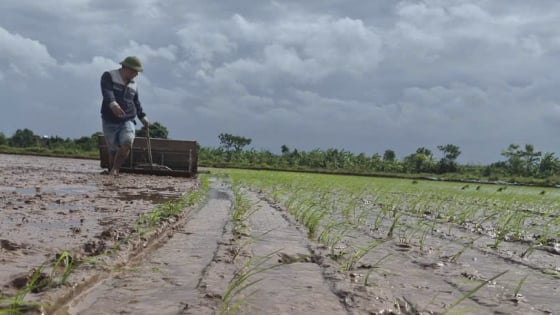 Thời tiết nông vụ ngày 16/07/2026: Mưa dông trở lại miền Bắc