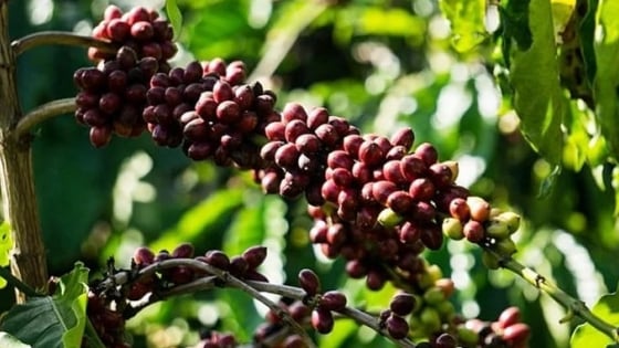 Coffee prices on June 27, 2025: Market rebounds