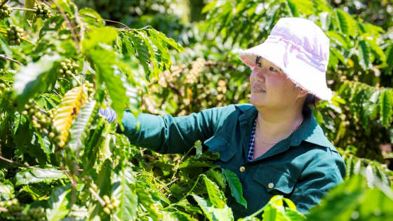 Nescafé Plan: 14 năm thúc đẩy nông nghiệp tái sinh và ngành cà phê bền vững