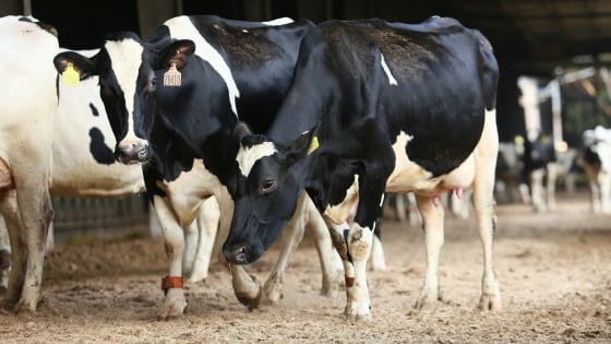 Bio-safety in animal husbandry: A necessary trend