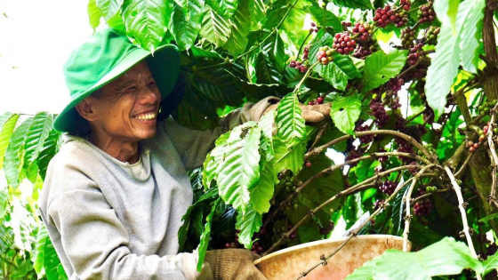 Phát triển cà phê bền vững, xu hướng tất yếu