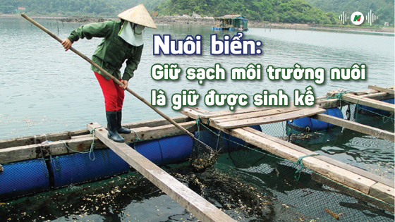 Nuôi biển: Giữ sạch môi trường nuôi là giữ được sinh kế