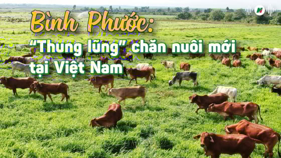 'Thung lũng' chăn nuôi mới tại Việt Nam