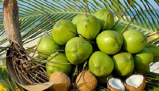 Trồng dừa hữu cơ, các bên cùng lợi
