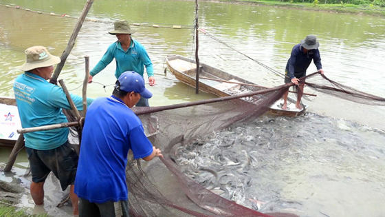 Bản tin Thủy sản ngày 13/3/2024: Giá cá lóc thương phẩm thấp nhất trong 3 năm