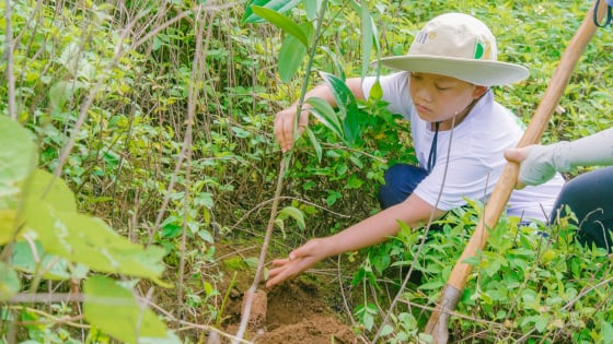 Bản tin Lâm nghiệp ngày 6/6/2024: ‘Vá áo’ cho những cánh rừng Tây Bắc