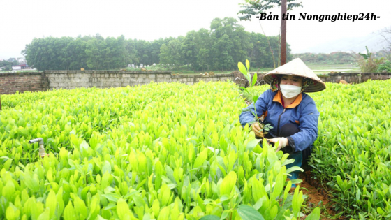 Siết chặt quản lý giống để đảm bảo quyền lợi cho nông dân