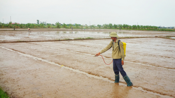 Kinh nghiệm xử lý cỏ dại trong sản xuất lúa