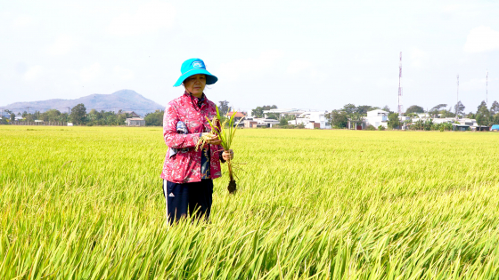 Trồng lúa sạch theo hướng VietGAP giúp nông dân tăng thu nhập