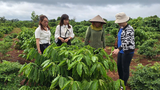 Gia Lai tái canh hiệu quả hàng ngàn ha cà phê
