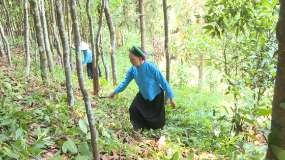 Quảng Ninh hình thành các vùng nông nghiệp hữu cơ trên sản phẩm chủ lực