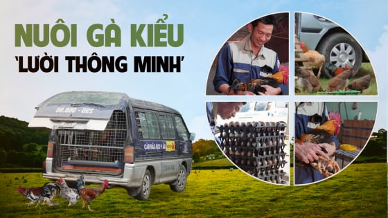 Nuôi gà du mục kiểu ‘lười’