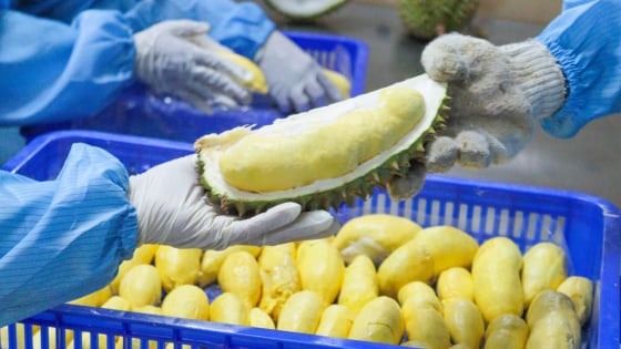 Từ 'cơn sốt' thị trường đến yêu cầu chuẩn hóa sản xuất sầu riêng