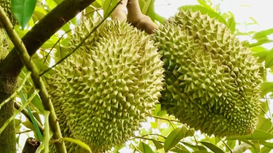 Sầu riêng Việt Nam đối mặt thách thức trước ngày tái ký Nghị định thư