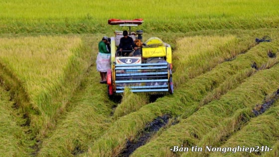 Lúa đông xuân giảm năng suất, ngành chuyên môn khuyến cáo tuân thủ lịch thời vụ