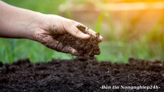 Việt Nam nỗ lực đi đầu trong quản lý sức khỏe đất