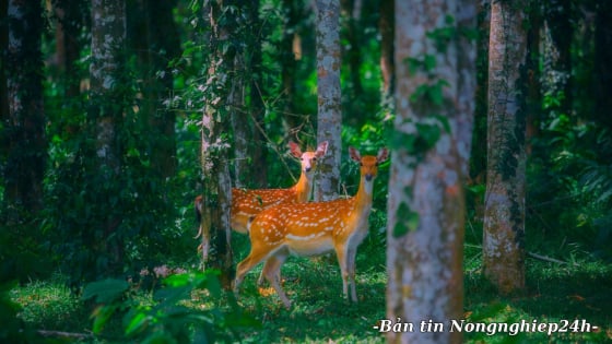 Thiên nhiên và đa dạng sinh học là nền tảng của mọi sự sống